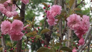 天水圍公園 櫻花1