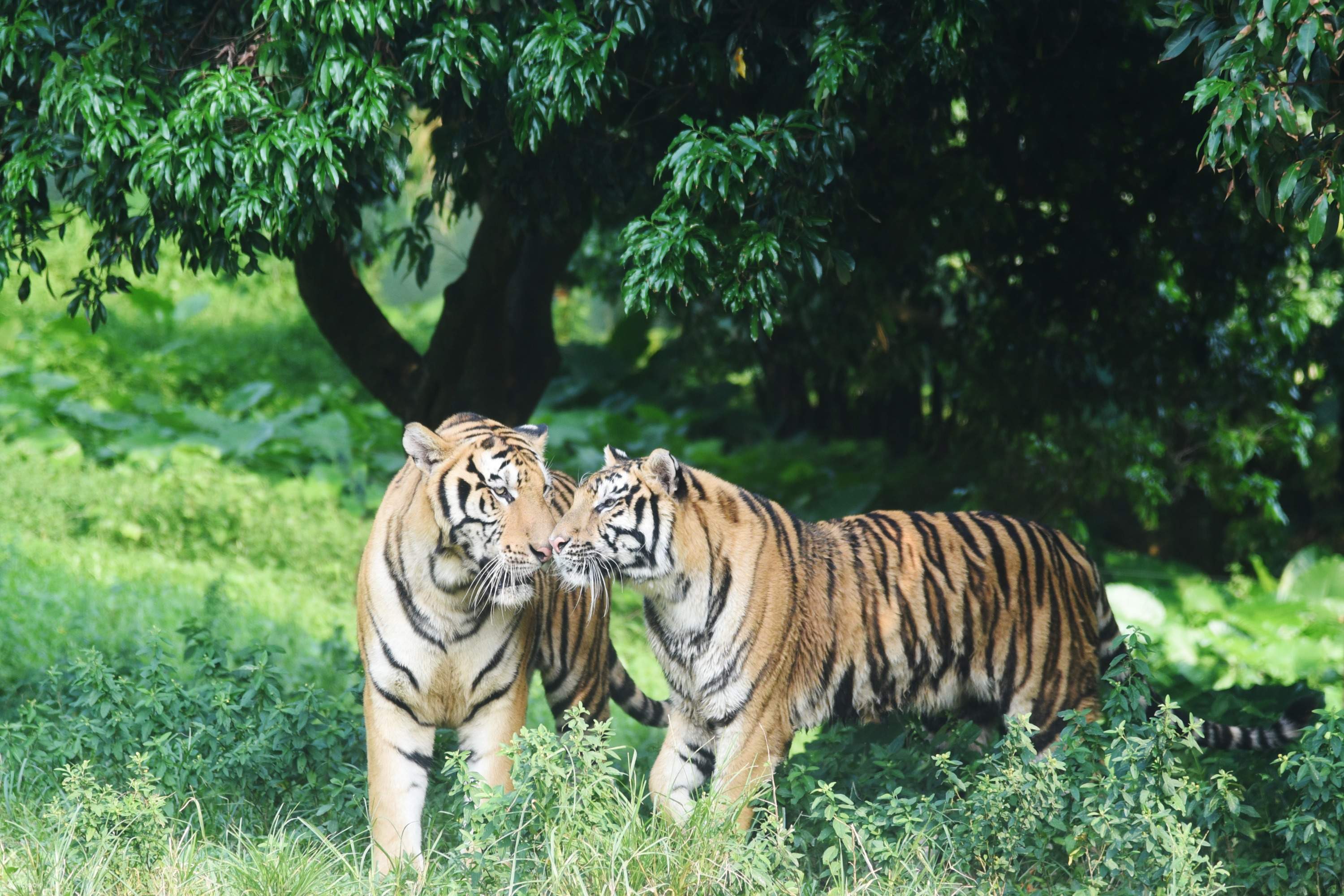 深圳好去處2024-深圳景點-深圳野生動物園