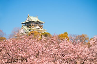 日本櫻花-大阪城公園