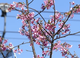 昂坪春花徑 櫻花2