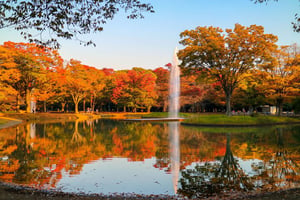 2018代代木公園紅葉情報