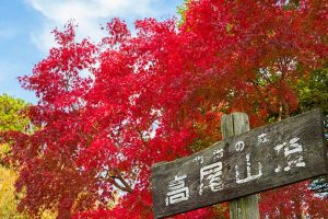 2018高尾山紅葉情報