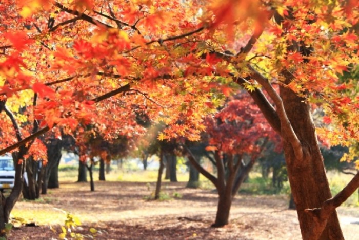 小金井公園