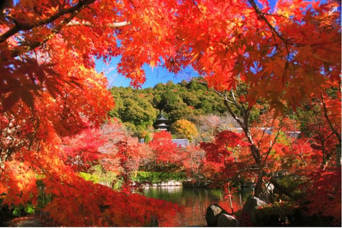 京都 永觀堂禪林寺 