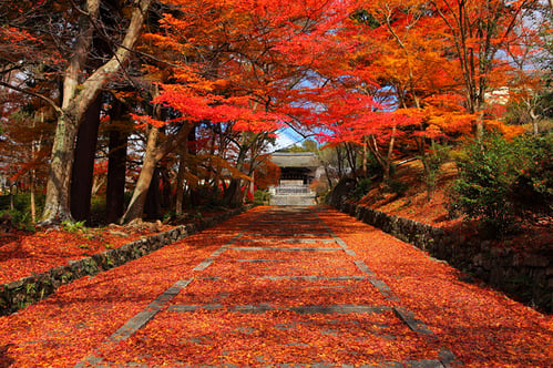 京都 毘沙門堂