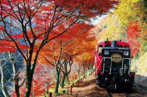 2018京都嵐山小火車紅葉情報